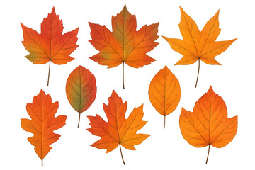 Eight colorful autumn leaves in orange, yellow and brown tones falling on a transparent background