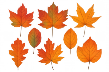 Eight colorful autumn leaves in orange, yellow and brown tones falling on a transparent background