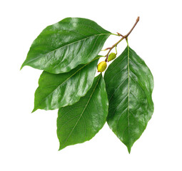 Close-up of vibrant green leaves and small buds on a branch