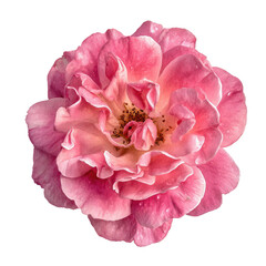 Close-up of a single, vibrant pink rose (2)