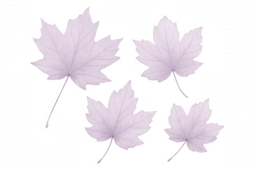 Five pastel purple maple leaves falling down on a transparent background, perfect for autumn-themed designs