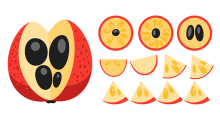 Obraz premium Stylized loquat fruit slices and cross-sections in vibrant graphic