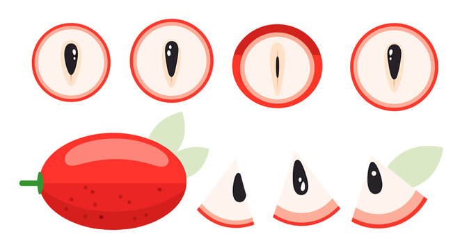 Delightful dog rose illustration showcasing various cuts and whole fruit