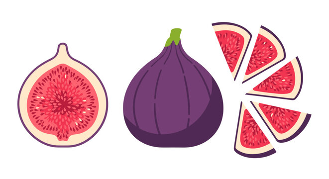 Stylized fig composition showcases whole, halved, and segmented forms in flat