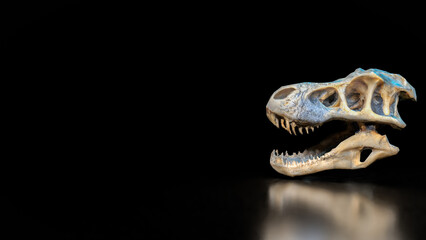 The T rex Skull for Education or sci concept 3d Rendering. © niphon