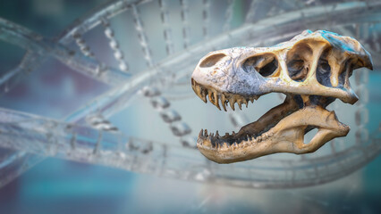 The T rex Skull for Education or sci concept 3d Rendering. © niphon