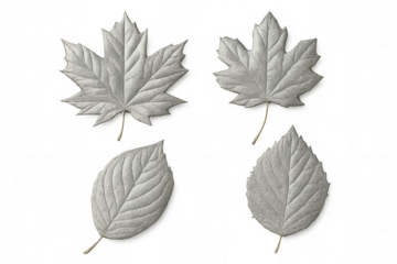 Four silver leaves falling gently on a transparent background, creating a delicate and elegant autumnal scene