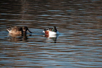 ヘラ状のくちばしを持つハシビロガモ