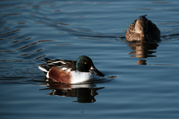 ヘラ状のくちばしを持つハシビロガモ