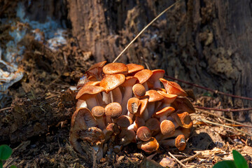 Honey fungus (Armillaria mellea), is an edible basidiomycete fungus in the genus Armillaria.  It...