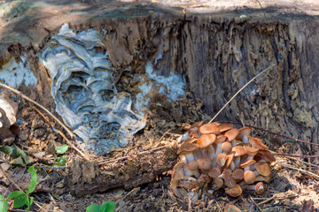 Old stump with a wasp's nest and a honey fungus