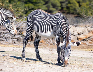 On clear sunny day, two animals, group of zebras grevy walk eat on shroud. Animals in their natural...