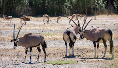 Herd of adult and young gemsboks captured in natural habitat grazing peacefully in pasture on sunny day ..