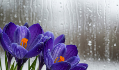 Spring flowers of blue crocuses in drops of water on the background