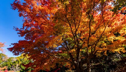Vibrant autumn foliage of a maple tree against a clear blue sky, showcasing rich orange and red hues.