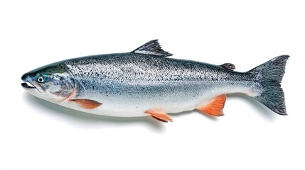 Fototapeta premium Salmon on white background
