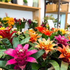 Vibrant Bromeliads Various Colors Displayed