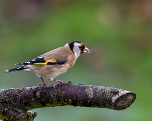 single goldfinch on a branch. British wild bird.