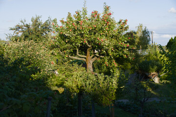 Apple tree loaded with red apples in bright sunshine.