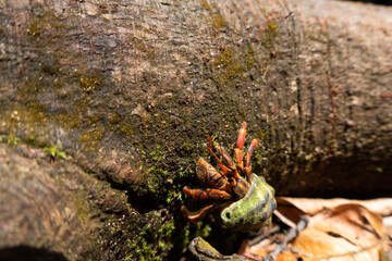Strawberry or Red-Spotted Hermit Crab