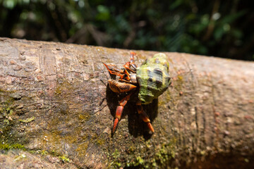 Strawberry or Red-Spotted Hermit Crab