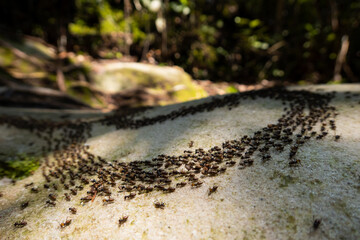 Swarming termites, Borneo