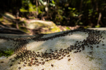 Swarming termites, Borneo