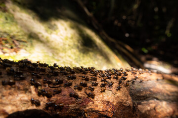 Swarming termites, Borneo