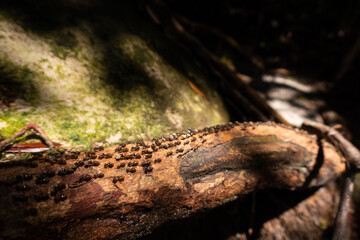Swarming termites, Borneo