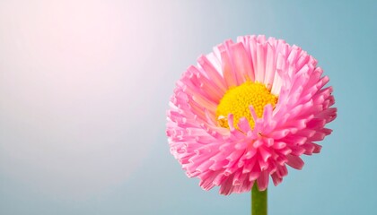 Close-up of a delicate pink flower (1)