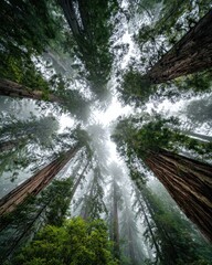 Looking up through a canopy of tall redwood trees in a misty forest