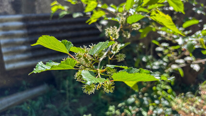 The main focus is on the small immature fruits of a mulberry tree, genus Morus, with green leaves...