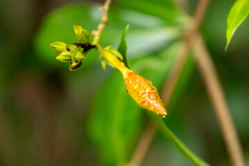 The main focus is on a yellow allamanda bud, species Allamanda cathartica, covered in water drops,...