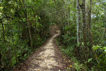 Jungle path, Brunei