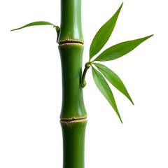Fototapeta premium Dark green bamboo stalk isolated
