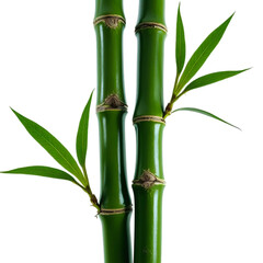 Fototapeta premium Dark green bamboo stalk isolated