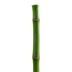 Fototapeta premium Tall bamboo stem isolated