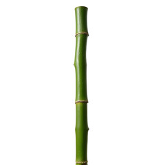 Fototapeta premium Tall bamboo stem isolated