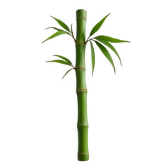  Tall bamboo stem isolated