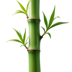 Fototapeta premium Bamboo stalk with leaves isolated on transparent background
