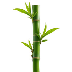 Obraz premium Bamboo stalk with leaves isolated on transparent background