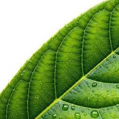 Obraz premium Close-up of Green Leaf with Water Droplets - Detailed Texture