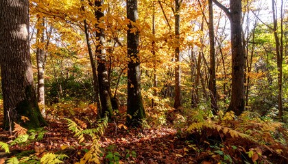Golden autumn foliage illuminates a sun-drenched woodland pathway, showcasing vibrant yellow and orange leaves amongst the trees.