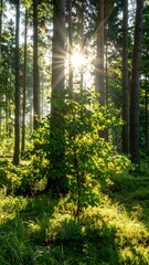 Fototapeta premium Sunlit forest scene, young tree