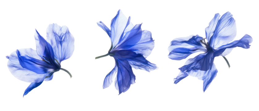 Delicate Blue Floral Arrangement on Transparent Background with Detailed Petals and Green Stems - Powered by Adobe