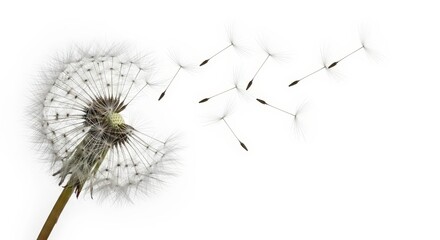 Dandelion seed head with seeds blowing away in the wind, isolated on white background