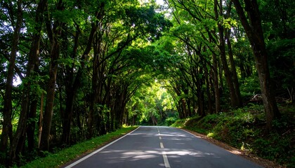 Obraz premium Sunlit road through lush green canopy