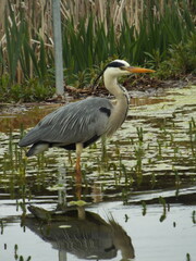 great blue heron