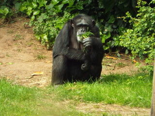 Chimpanzene