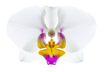 A white and yellow flower with a pink center